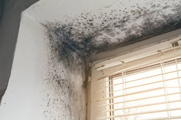 Affordable Mold Removal solutions in The Colony, TX